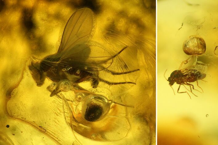 Two Detailed Fossil Flies (Diptera) In Baltic Amber #135087